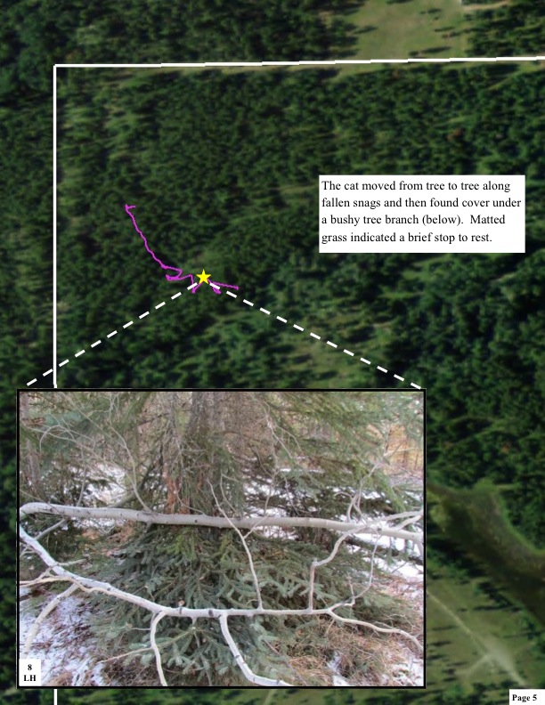 The cat moved from tree to tree along fallen snags and then found cover under a bushy tree branch (below). Matted grass indicated a brief stop to rest. The cat moved from tree to tree along fallen snags and then found cover under a bushy tree branch (below). Matted grass indicated a brief stop to rest.