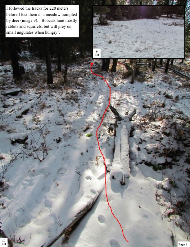 I followed the tracks for 220 meters before I lost them in a meadow trampled by deer (image 9). Bobcats hunt mostly rabbits and squirrels, but will prey on small ungulates when hungry1. I followed the tracks for 220 meters before I lost them in a meadow trampled by deer (image 9). Bobcats hunt mostly rabbits and squirrels, but will prey on small ungulates when hungry1.