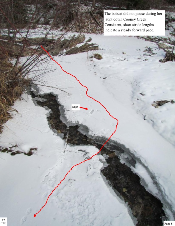 The bobcat did not pause during her jaunt down Cooney Creek. Consistent, short stride lengths indicate a steady forward pace. The bobcat did not pause during her jaunt down Cooney Creek. Consistent, short stride lengths indicate a steady forward pace.