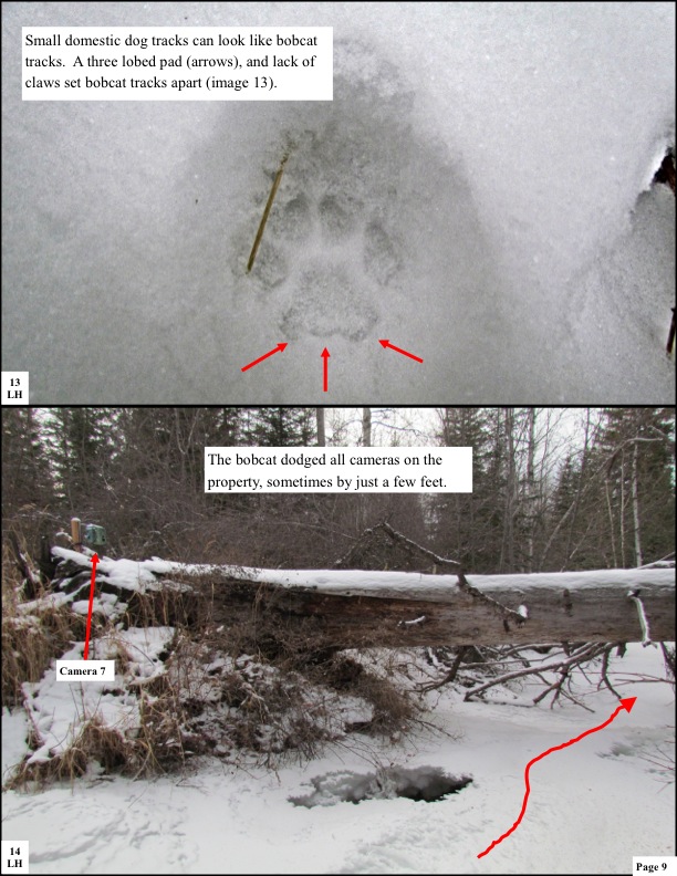 Small domestic dog tracks can look like bobcat tracks. A three lobed pad (arrows), and lack of claws set bobcat tracks apart (image 13). Small domestic dog tracks can look like bobcat tracks. A three lobed pad (arrows), and lack of claws set bobcat tracks apart (image 13).