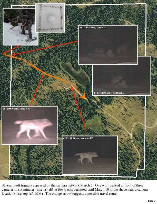 Several wolf triggers appeared on the camera network March 7. One wolf walked in front of three cameras in six minutes (inset a - d)! A few tracks persisted until March 10 in the shade near a camera location (inset top left, MM). The orange arrow suggests a possible travel route. Several wolf triggers appeared on the camera network March 7. One wolf walked in front of three cameras in six minutes (inset a - d)! A few tracks persisted until March 10 in the shade near a camera location (inset top left, MM). The orange arrow suggests a possible travel route.