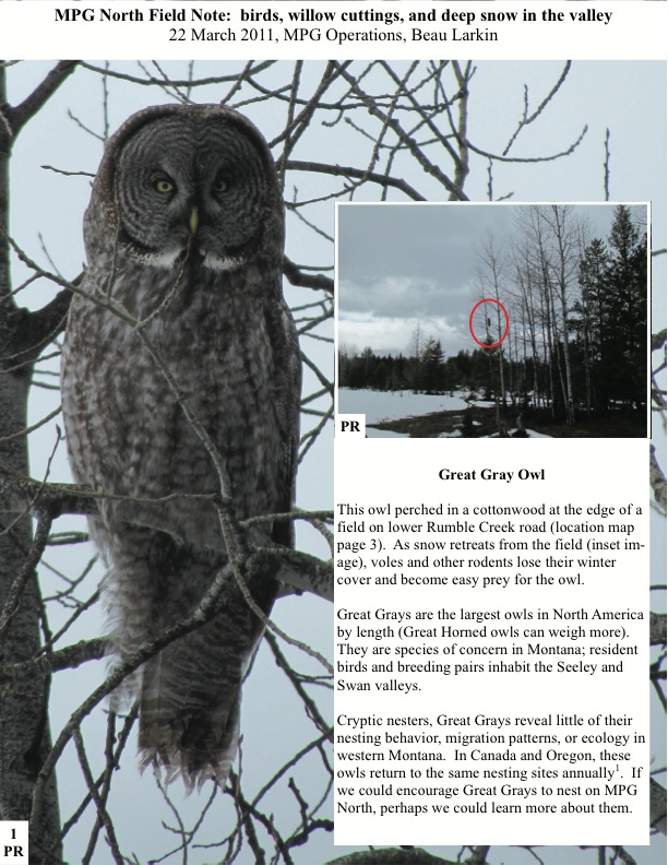 MPG North Field Note: birds, willow cuttings, and deep snow in the valley 22 March 2011, MPG Operations, Beau Larkin Great Gray Owl This owl perched in a cottonwood at the edge of a field on lower Rumble Creek road (location map page 3). As snow retreats from the field (inset im- age), voles and other rodents lose their winter cover and become easy prey for the owl. MPG North Field Note: birds, willow cuttings, and deep snow in the valley 22 March 2011, MPG Operations, Beau Larkin Great Gray Owl This owl perched in a cottonwood at the edge of a field on lower Rumble Creek road (location map page 3). As snow retreats from the field (inset im- age), voles and other rodents lose their winter cover and become easy prey for the owl.