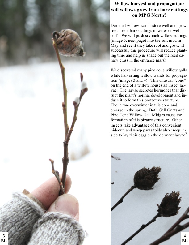 Willow harvest and propagation: will willows grow from bare cuttings on MPG North? Dormant willow wands store well and grow roots from bare cuttings in water or wet soil2. We will push six-inch willow cuttings (image 5, next page) into the soft mud in May and see if they take root and grow. If successful, this procedure will reduce plant- ing time and help us shade out the reed canary grass in the entrance marsh. Willow harvest and propagation: will willows grow from bare cuttings on MPG North? Dormant willow wands store well and grow roots from bare cuttings in water or wet soil2. We will push six-inch willow cuttings (image 5, next page) into the soft mud in May and see if they take root and grow. If successful, this procedure will reduce plant- ing time and help us shade out the reed canary grass in the entrance marsh.