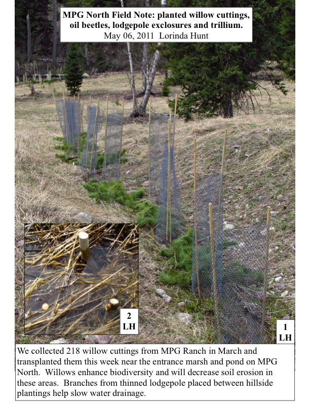 MPG North Field Note: planted willow cuttings, oil beetles, lodgepole exclosures and trillium. May 06, 2011 Lorinda Hunt MPG North Field Note: planted willow cuttings, oil beetles, lodgepole exclosures and trillium. May 06, 2011 Lorinda Hunt