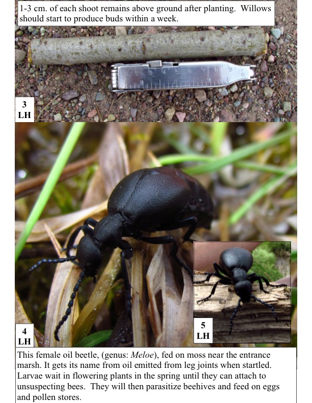 This female oil beetle, (genus: Meloe), fed on moss near the entrance marsh. It gets its name from oil emitted from leg joints when startled. Larvae wait in flowering plants in the spring until they can attach to unsuspecting bees. They will then parasitize beehives and feed on eggs and pollen stores. This female oil beetle, (genus: Meloe), fed on moss near the entrance marsh. It gets its name from oil emitted from leg joints when startled. Larvae wait in flowering plants in the spring until they can attach to unsuspecting bees. They will then parasitize beehives and feed on eggs and pollen stores.