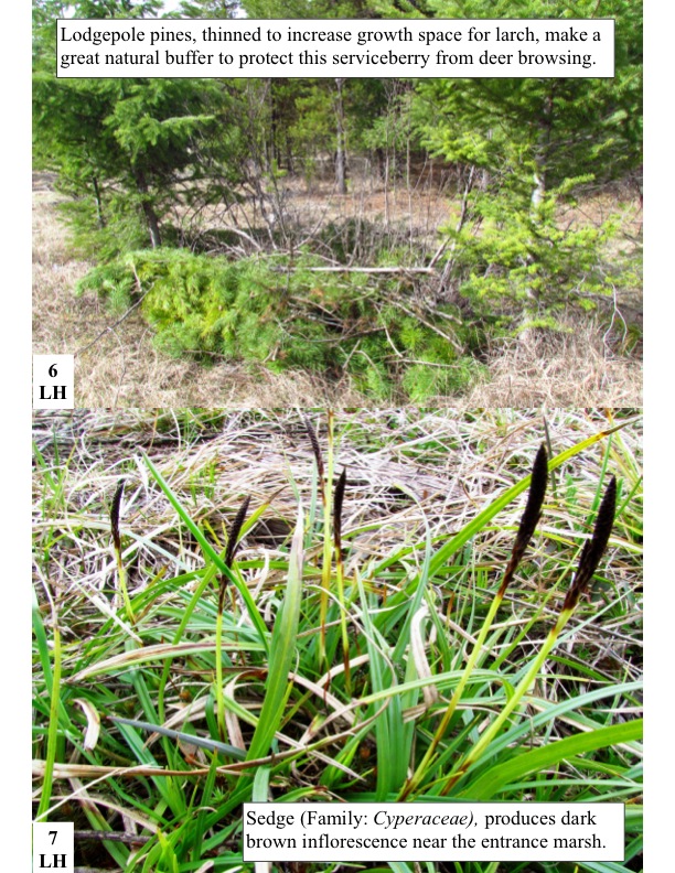 Lodgepole pines, thinned to increase growth space for larch, make a great natural buffer to protect this serviceberry from deer browsing. Lodgepole pines, thinned to increase growth space for larch, make a great natural buffer to protect this serviceberry from deer browsing.