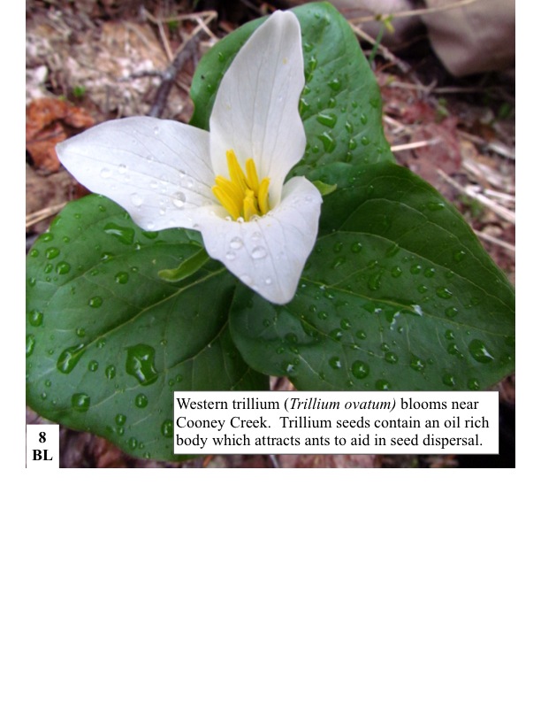  Western trillium (Trillium ovatum) blooms near Cooney Creek. Trillium seeds contain an oil rich body which attracts ants to aid in seed dispersal.  Western trillium (Trillium ovatum) blooms near Cooney Creek. Trillium seeds contain an oil rich body which attracts ants to aid in seed dispersal.