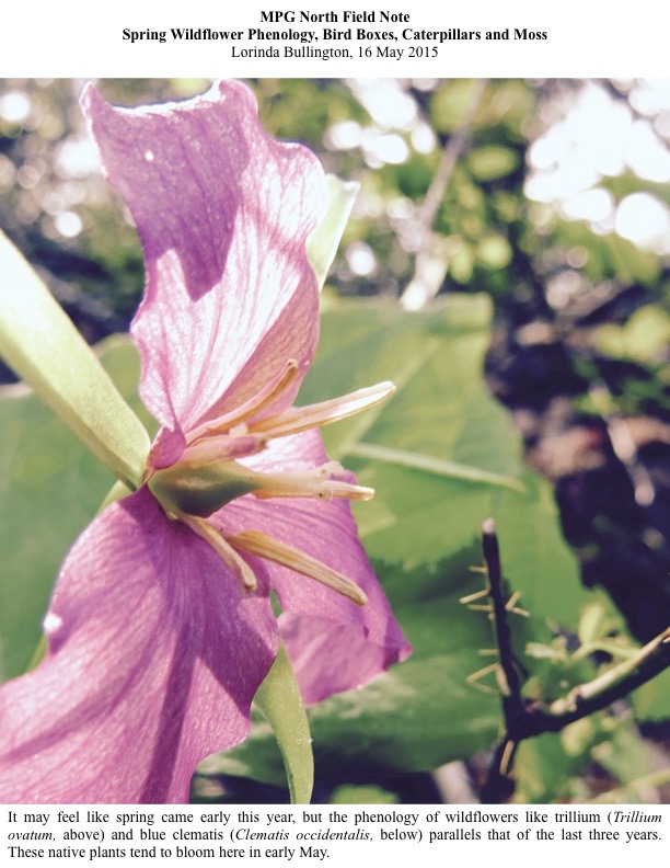 It may feel like spring came early this year, but the phenology of wildflowers like trillium (Trillium ovatum, above) and blue clematis (Clematis occidentalis, below) parallels that of the last three years. These native plants tend to bloom here in early May. It may feel like spring came early this year, but the phenology of wildflowers like trillium (Trillium ovatum, above) and blue clematis (Clematis occidentalis, below) parallels that of the last three years. These native plants tend to bloom here in early May.