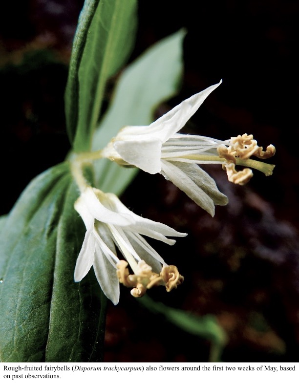 Rough-fruited fairybells (Disporum trachycarpum) also flowers around the first two weeks of May, based on past observations. Rough-fruited fairybells (Disporum trachycarpum) also flowers around the first two weeks of May, based on past observations.