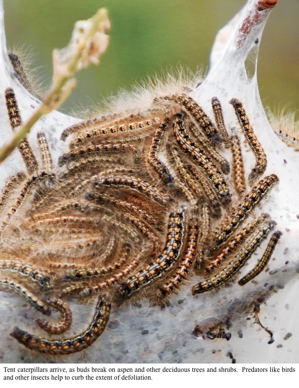 Tent caterpillars arrive, as buds break on aspen and other deciduous trees and shrubs. Predators like birds and other insects help to curb the extent of defoliation. Tent caterpillars arrive, as buds break on aspen and other deciduous trees and shrubs. Predators like birds and other insects help to curb the extent of defoliation.