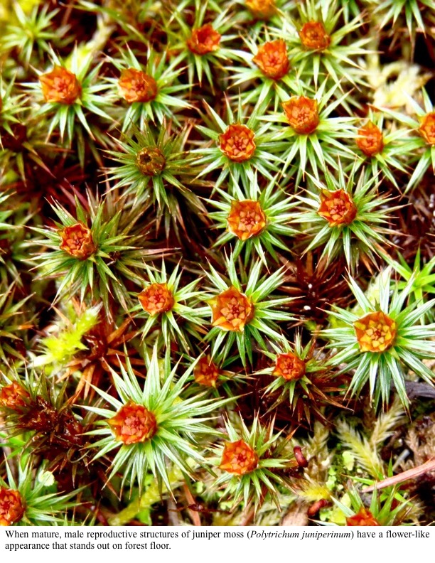 When mature, male reproductive structures of juniper moss (Polytrichum juniperinum) have a flower-like appearance that stands out on forest floor. When mature, male reproductive structures of juniper moss (Polytrichum juniperinum) have a flower-like appearance that stands out on forest floor.