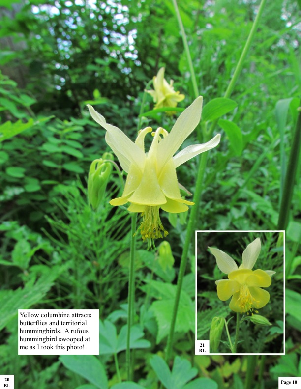 Yellow columbine attracts butterflies and territorial hummingbirds. Arufous hummingbird swooped at me as I took this photo! Yellow columbine attracts butterflies and territorial hummingbirds. Arufous hummingbird swooped at me as I took this photo!