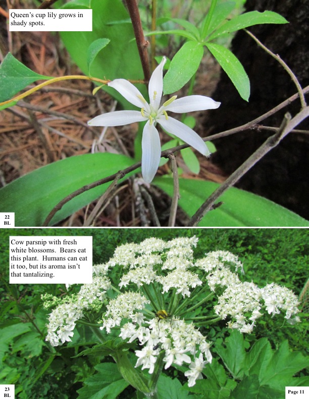 Queen’s cup lily grows in shady spots. Cow parsnip with fresh white blossoms. Bears eat this plant. Humans can eat it too, but its aroma isn’t that tantalizing. Queen’s cup lily grows in shady spots. Cow parsnip with fresh white blossoms. Bears eat this plant. Humans can eat it too, but its aroma isn’t that tantalizing.