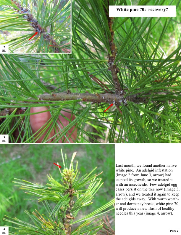 Last month, we found another native white pine. An adelgid infestation (image 2 from June 3, arrow) had stunted its growth, so we treated it with an insecticide. Few adelgid egg cases persist on the tree now (image 3, arrow), and we treated it again to keep the adelgids away. With warm weath- er and dormancy break, white pine 70 will produce a new flush of healthy needles this year (image 4, arrow). Page 2  Last month, we found another native white pine. An adelgid infestation (image 2 from June 3, arrow) had stunted its growth, so we treated it with an insecticide. Few adelgid egg cases persist on the tree now (image 3, arrow), and we treated it again to keep the adelgids away. With warm weath- er and dormancy break, white pine 70 will produce a new flush of healthy needles this year (image 4, arrow). Page 2 