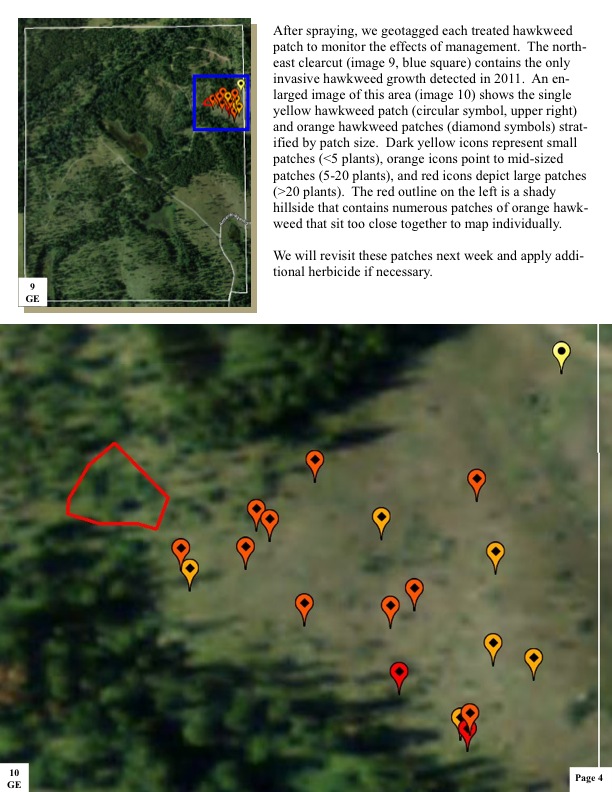 After spraying, we geotagged each treated hawkweed patch to monitor the effects of management. The north- east clearcut (image 9, blue square) contains the only invasive hawkweed growth detected in 2011. An en- larged image of this area (image 10) shows the single yellow hawkweed patch (circular symbol, upper right) and orange hawkweed patches (diamond symbols) strat- ified by patch size. Dark yellow icons represent small patches (<5 plants), orange icons point to mid-sized patches (5-20 plants), and red icons depict large patches (>20 plants). The red outline on the left is a shady hillside that contains numerous patches of orange hawk- weed that sit too close together to map individually. After spraying, we geotagged each treated hawkweed patch to monitor the effects of management. The north- east clearcut (image 9, blue square) contains the only invasive hawkweed growth detected in 2011. An en- larged image of this area (image 10) shows the single yellow hawkweed patch (circular symbol, upper right) and orange hawkweed patches (diamond symbols) strat- ified by patch size. Dark yellow icons represent small patches (<5 plants), orange icons point to mid-sized patches (5-20 plants), and red ic