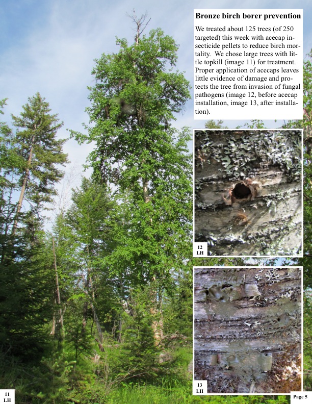 Bronze birch borer prevention We treated about 125 trees (of 250 targeted) this week with acecap in- secticide pellets to reduce birch mor- tality. We chose large trees with lit- tle topkill (image 11) for treatment. Proper application of acecaps leaves little evidence of damage and pro- tects the tree from invasion of fungal pathogens (image 12, before acecap installation, image 13, after installa- tion). Bronze birch borer prevention We treated about 125 trees (of 250 targeted) this week with acecap in- secticide pellets to reduce birch mor- tality. We chose large trees with lit- tle topkill (image 11) for treatment. Proper application of acecaps leaves little evidence of damage and pro- tects the tree from invasion of fungal pathogens (image 12, before acecap installation, image 13, after installa- tion).