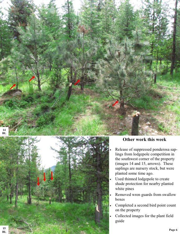 Other work this week Release of suppressed ponderosa sap- lings from lodgepole competition in the southwest corner of the property (images 14 and 15, arrows). These saplings are nursery stock, but were planted some time ago. Used thinned lodgepole to create shade protection for nearby planted white pines Removed wren guards from swallow boxes Completed a second bird point count on the property Collected images for the plant field guide Page Page 6 4  Other work this week Release of suppressed ponderosa sap- lings from lodgepole competition in the southwest corner of the property (images 14 and 15, arrows). These saplings are nursery stock, but were planted some time ago. Used thinned lodgepole to create shade protection for nearby planted white pines Removed wren guards from swallow boxes Completed a second bird point count on the property Collected images for the plant field guide Page Page 6 4 