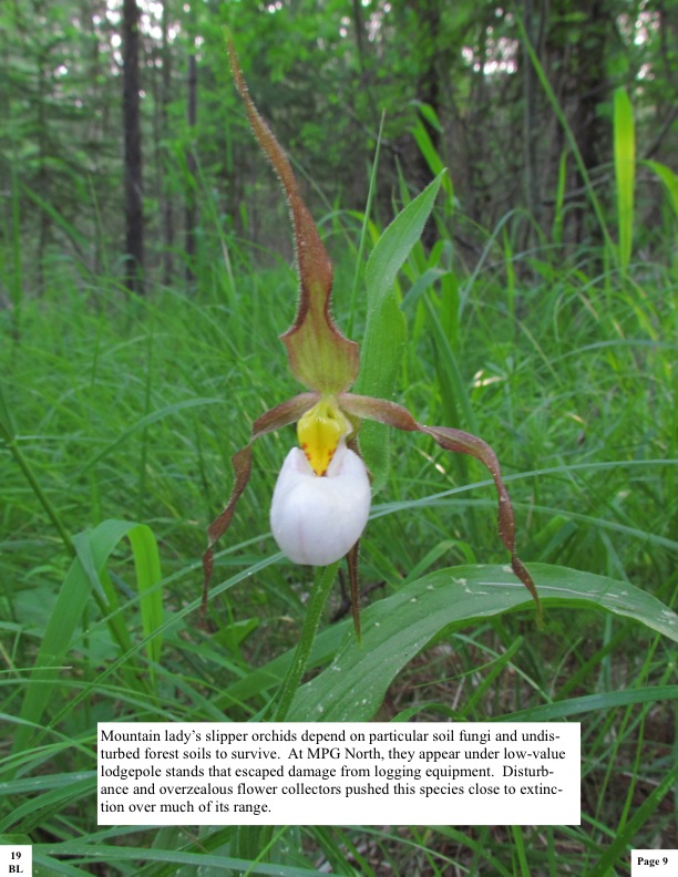Mountain lady’s slipper orchids depend on particular soil fungi and undis- turbed forest soils to survive. At MPG North, they appear under low-value lodgepole stands that escaped damage from logging equipment. Disturb- ance and overzealous flower collectors pushed this species close to extinc- tion over much of its range. Mountain lady’s slipper orchids depend on particular soil fungi and undis- turbed forest soils to survive. At MPG North, they appear under low-value lodgepole stands that escaped damage from logging equipment. Disturb- ance and overzealous flower collectors pushed this species close to extinc- tion over much of its range.