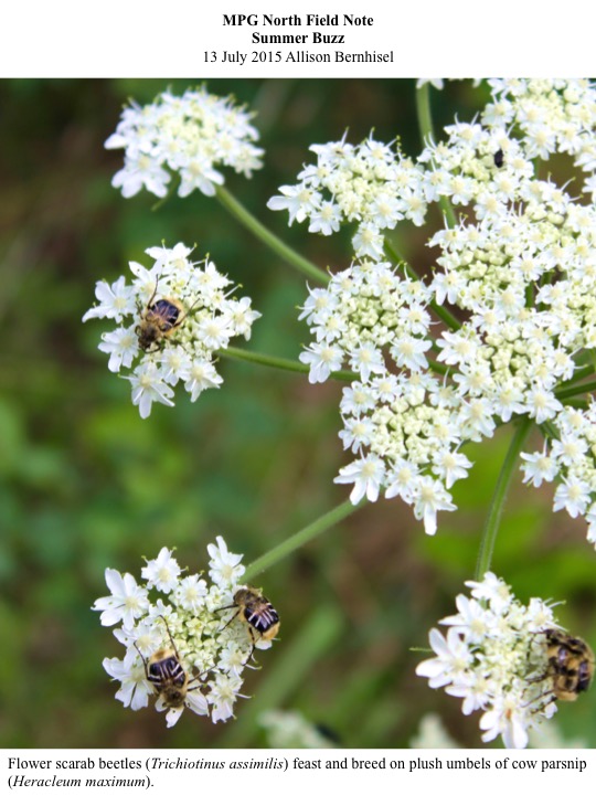 Flower scarab beetles (Trichiotinus assimilis) feast and breed on plush umbels of cow parsnip (Heracleum maximum). Flower scarab beetles (Trichiotinus assimilis) feast and breed on plush umbels of cow parsnip (Heracleum maximum).