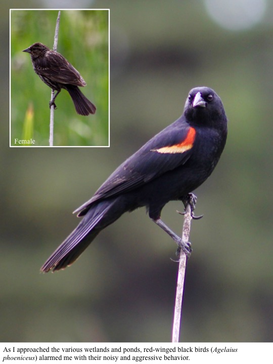 I approached the various wetlands and ponds, red-winged black birds (Agelaius phoeniceus) alarmed me with their noisy and aggressive behavior. I approached the various wetlands and ponds, red-winged black birds (Agelaius phoeniceus) alarmed me with their noisy and aggressive behavior.