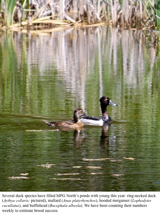Several duck species have filled MPG North’s ponds with young this year: ring-necked duck (Aythya collaris; pictured), mallard (Anas platyrhynchos), hooded merganser (Lophodytes cucullatus), and bufflehead (Bucephala albeola). We have been counting their numbers weekly to estimate brood success. Several duck species have filled MPG North’s ponds with young this year: ring-necked duck (Aythya collaris; pictured), mallard (Anas platyrhynchos), hooded merganser (Lophodytes cucullatus), and bufflehead (Bucephala albeola). We have been counting their numbers weekly to estimate brood success.