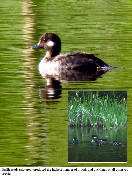 Buffleheads (pictured) produced the highest number of broods and ducklings of all observed species. Buffleheads (pictured) produced the highest number of broods and ducklings of all observed species.