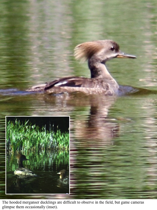 The hooded merganser ducklings are difficult to observe in the field, but game cameras glimpse them occasionally (inset). The hooded merganser ducklings are difficult to observe in the field, but game cameras glimpse them occasionally (inset).