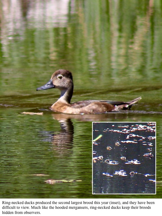 ng-necked ducks produced the second largest brood this year (inset), and they have been difficult to view. Much like the hooded mergansers, ring-necked ducks keep their broods hidden from observers. ng-necked ducks produced the second largest brood this year (inset), and they have been difficult to view. Much like the hooded mergansers, ring-necked ducks keep their broods hidden from observers.