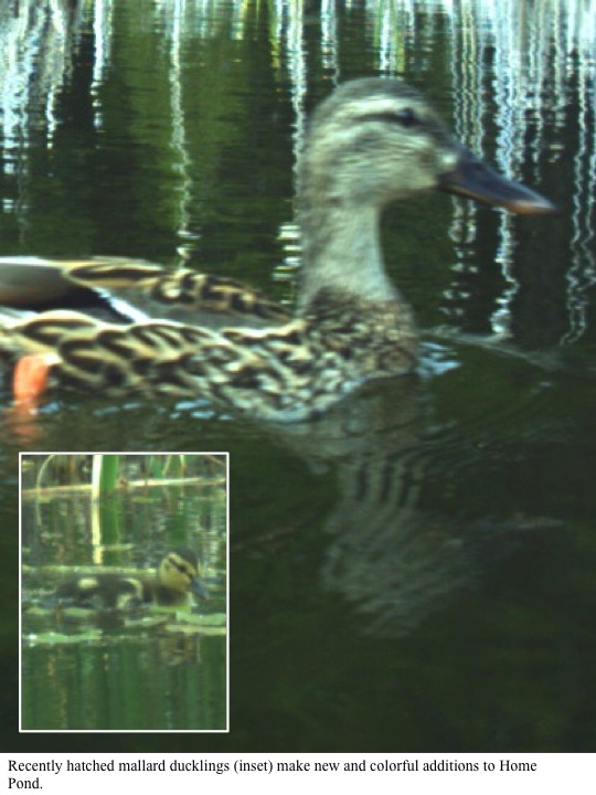 Recently hatched mallard ducklings (inset) make new and colorful additions to Home Pond. Recently hatched mallard ducklings (inset) make new and colorful additions to Home Pond.