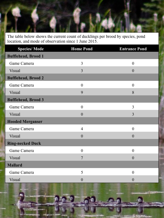 The table below shows the current count of ducklings per brood by species, pond location, and mode of observation since 1 June 2015. The table below shows the current count of ducklings per brood by species, pond location, and mode of observation since 1 June 2015.