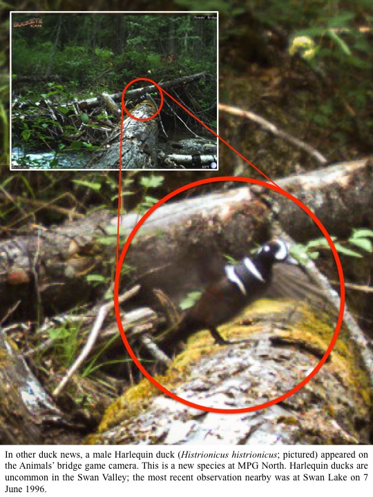 In other duck news, a male Harlequin duck (Histrionicus histrionicus; pictured) appeared on the Animals’ bridge game camera. This is a new species at MPG North. Harlequin ducks are uncommon in the Swan Valley; the most recent observation nearby was at Swan Lake on 7 June 1996. In other duck news, a male Harlequin duck (Histrionicus histrionicus; pictured) appeared on the Animals’ bridge game camera. This is a new species at MPG North. Harlequin ducks are uncommon in the Swan Valley; the most recent observation nearby was at Swan Lake on 7 June 1996.
