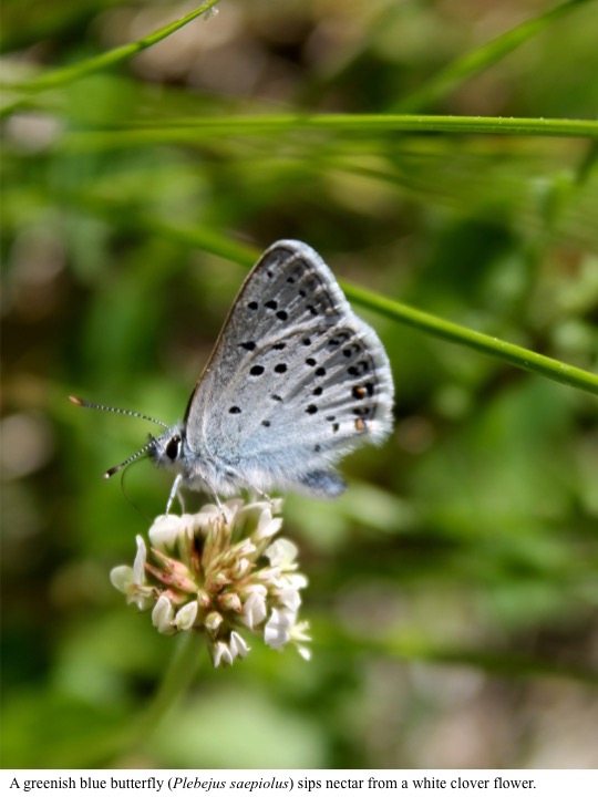 A greenish blue butterfly (Plebejus saepiolus) sips nectar from a white clover flower. A greenish blue butterfly (Plebejus saepiolus) sips nectar from a white clover flower.