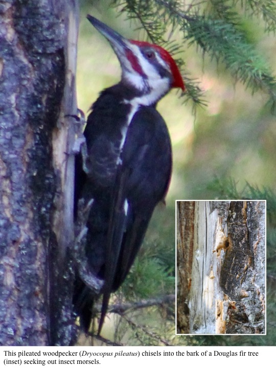 This pileated woodpecker (Dryocopus pileatus) chisels into the bark of a Douglas fir tree (inset) seeking out insect morsels. This pileated woodpecker (Dryocopus pileatus) chisels into the bark of a Douglas fir tree (inset) seeking out insect morsels.