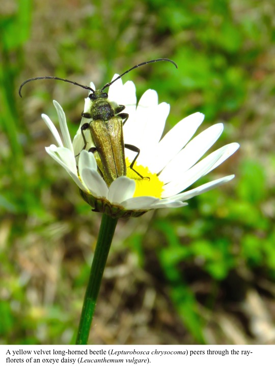 A yellow velvet long-horned beetle (Lepturobosca chrysocoma) peers through the rayflorets of an oxeye daisy (Leucanthemum vulgare). A yellow velvet long-horned beetle (Lepturobosca chrysocoma) peers through the rayflorets of an oxeye daisy (Leucanthemum vulgare).