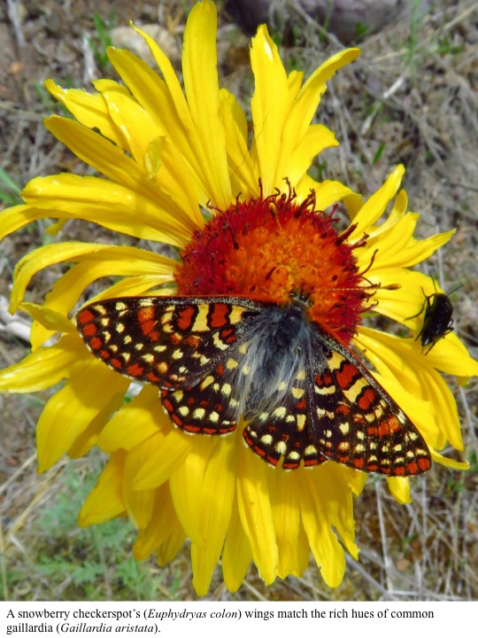 A snowberry checkerspot’s (Euphydryas colon) wings match the rich hues of common gaillardia (Gaillardia aristata). A snowberry checkerspot’s (Euphydryas colon) wings match the rich hues of common gaillardia (Gaillardia aristata).