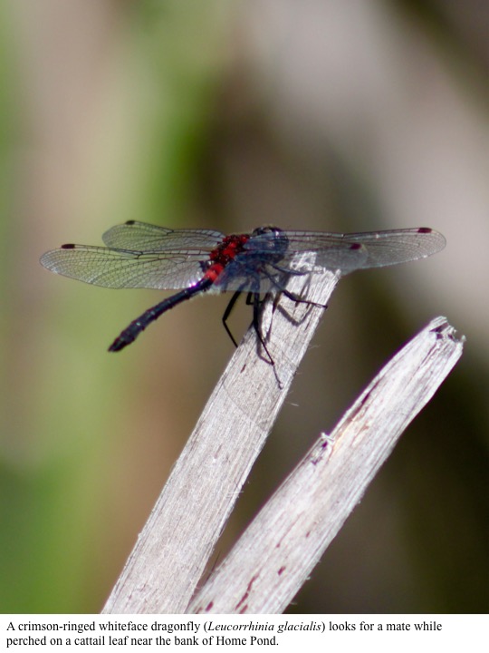 A crimson-ringed whiteface dragonfly (Leucorrhinia glacialis) looks for a mate while perched on a cattail leaf near the bank of Home Pond. A crimson-ringed whiteface dragonfly (Leucorrhinia glacialis) looks for a mate while perched on a cattail leaf near the bank of Home Pond.