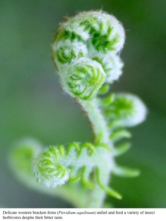 Delicate western bracken ferns (Pteridium aquilinum) unfurl and feed a variety of insect herbivores despite their bitter taste. Delicate western bracken ferns (Pteridium aquilinum) unfurl and feed a variety of insect herbivores despite their bitter taste.