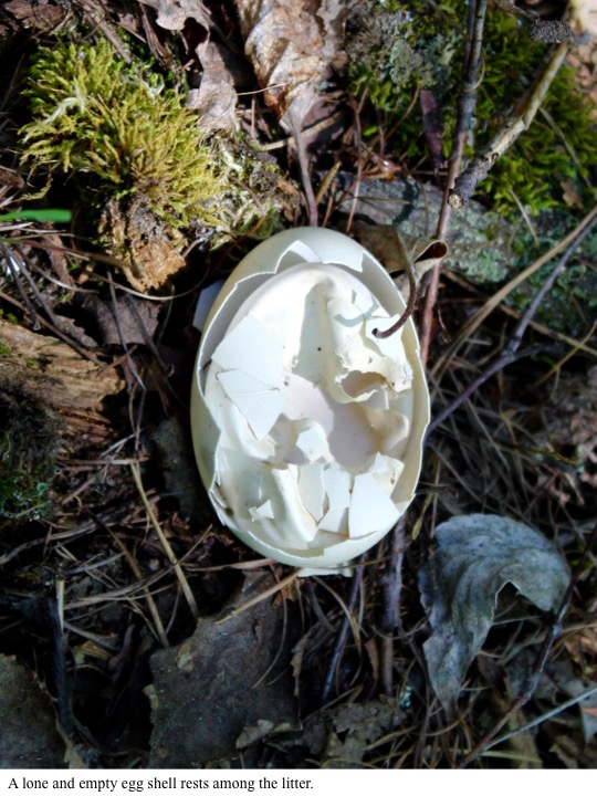 A lone and empty egg shell rests among the litter. A lone and empty egg shell rests among the litter.
