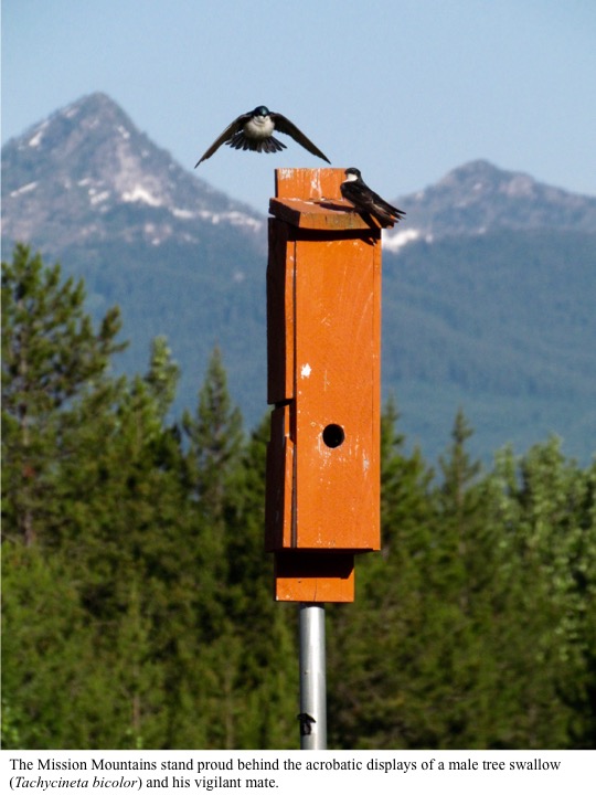 The Mission Mountains stand proud behind the acrobatic displays of a male tree swallow (Tachycineta bicolor) and his vigilant mate. The Mission Mountains stand proud behind the acrobatic displays of a male tree swallow (Tachycineta bicolor) and his vigilant mate.
