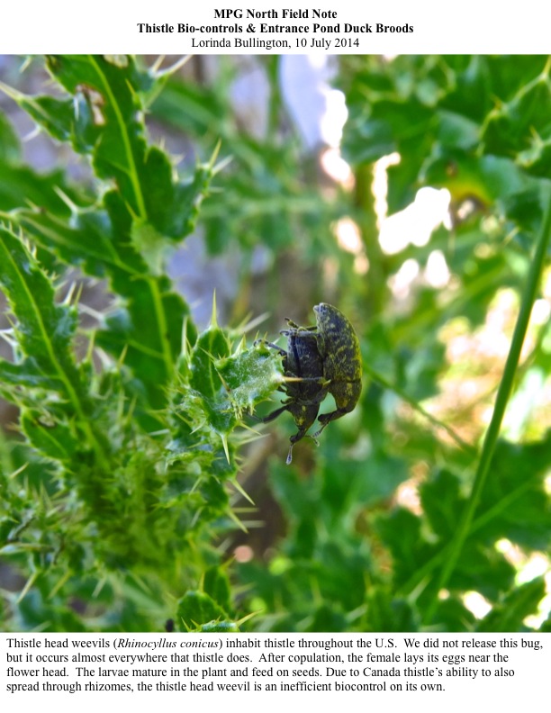 Thistle head weevils (Rhinocyllus conicus) inhabit thistle throughout the U.S. Thistle head weevils (Rhinocyllus conicus) inhabit thistle throughout the U.S.