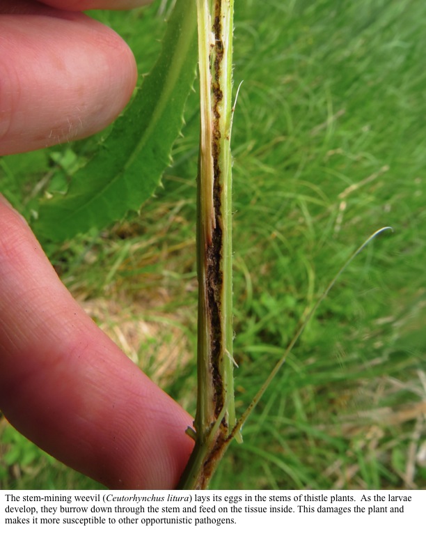 The stem-mining weevil (Ceutorhynchus litura) lays its eggs in the stems of thistle plants. The stem-mining weevil (Ceutorhynchus litura) lays its eggs in the stems of thistle plants.