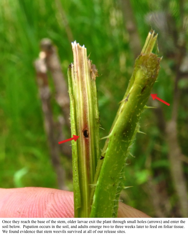 Once they reach the base of the stem, older larvae exit the plant through small holes (arrows) and enter the soil below. Once they reach the base of the stem, older larvae exit the plant through small holes (arrows) and enter the soil below.