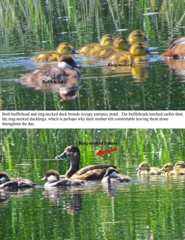 Both bufflehead and ring-necked duck broods occupy entrance pond. Both bufflehead and ring-necked duck broods occupy entrance pond.