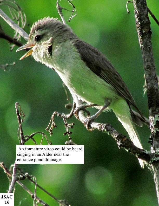 An immature vireo could be heard singing in an Alder near the entrance pond drainage. An immature vireo could be heard singing in an Alder near the entrance pond drainage.