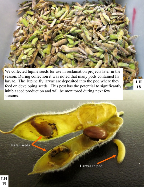 We collected lupine seeds for use in reclamation projects later in the season. During collection it was noted that many pods contained fly larvae. The lupine fly larvae are deposited into the pod where they feed on developing seeds. This pest has the potential to significantly inhibit seed production and will be monitored during next few seasons. We collected lupine seeds for use in reclamation projects later in the season. During collection it was noted that many pods contained fly larvae. The lupine fly larvae are deposited into the pod where they feed on developing seeds. This pest has the potential to significantly inhibit seed production and will be monitored during next few seasons.