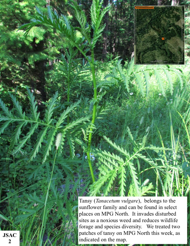 Tansy (Tanacetum vulgare), belongs to the sunflower family and can be found in select places on MPG North. It invades disturbed sites as a noxious weed and reduces wildlife forage and species diversity. We treated two patches of tansy on MPG North this week, as indicated on the map. Tansy (Tanacetum vulgare), belongs to the sunflower family and can be found in select places on MPG North. It invades disturbed sites as a noxious weed and reduces wildlife forage and species diversity. We treated two patches of tansy on MPG North this week, as indicated on the map.