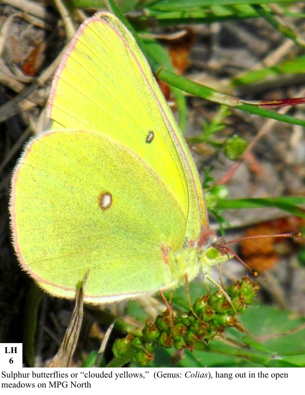 Sulphur butterflies or “clouded yellows,” (Genus: Colias), hang out in the open meadows on MPG North Sulphur butterflies or “clouded yellows,” (Genus: Colias), hang out in the open meadows on MPG North