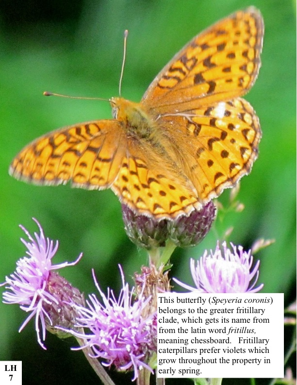 This butterfly (Speyeria coronis) belongs to the greater fritillary clade, which gets its name from from the latin word fritillus, meaning chessboard. Fritillary caterpillars prefer violets which grow throughout the property in early spring. This butterfly (Speyeria coronis) belongs to the greater fritillary clade, which gets its name from from the latin word fritillus, meaning chessboard. Fritillary caterpillars prefer violets which grow throughout the property in early spring.