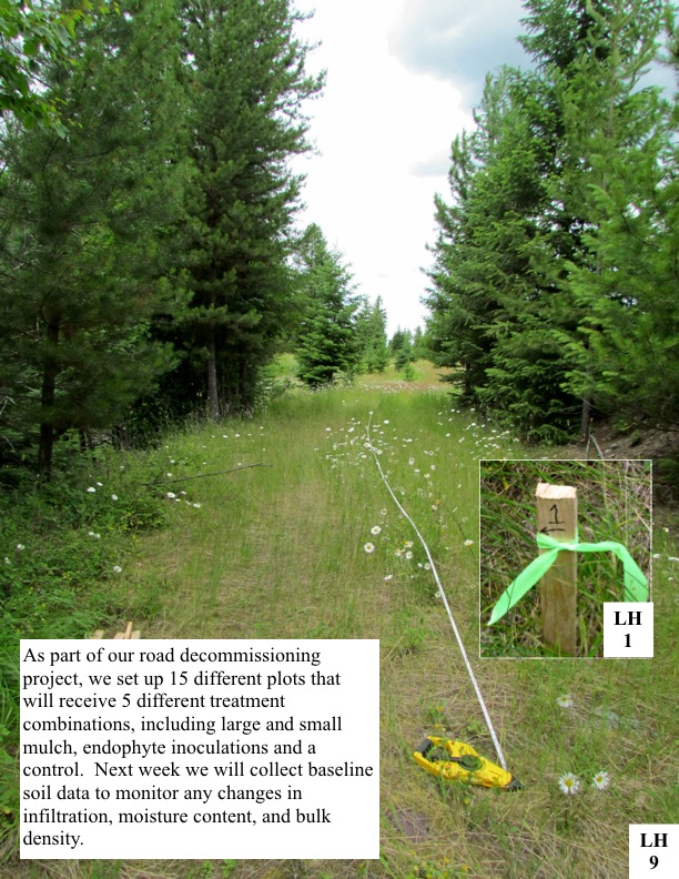 As part of our road decommissioning project, we set up 15 different plots that will receive 5 different treatment combinations, including large and small mulch, endophyte inoculations and a control. Next week we will collect baseline soil data to monitor any changes in infiltration, moisture content, and bulk density. As part of our road decommissioning project, we set up 15 different plots that will receive 5 different treatment combinations, including large and small mulch, endophyte inoculations and a control. Next week we will collect baseline soil data to monitor any changes in infiltration, moisture content, and bulk density.