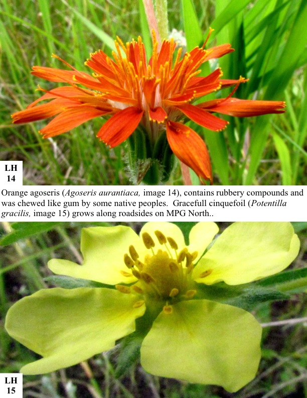 Orange agoseris (Agoseris aurantiaca, image 14), contains rubbery compounds and was chewed like gum by some native peoples. Gracefull cinquefoil (Potentilla gracilis, image 15) grows along roadsides on MPG North.. Orange agoseris (Agoseris aurantiaca, image 14), contains rubbery compounds and was chewed like gum by some native peoples. Gracefull cinquefoil (Potentilla gracilis, image 15) grows along roadsides on MPG North..
